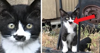 This stray kitty has a black cat-like birthmark on its muzzle that has made it a true web celebrity