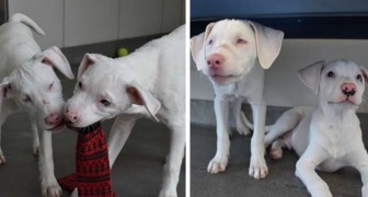 Dos perritos inseparables buscan familia: la hermanita es sorda y casi ciega, mientras el hermano hace de guía