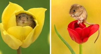 10 photos capturent en détail toute la douceur des souris des moissons