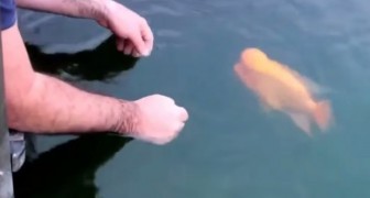 I had never seen a fish behave in this way !