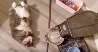 De kat is te dik, daarom koopt haar baasje een voerbak voor haar die haar in zeer kleine doses van voedsel voorziet