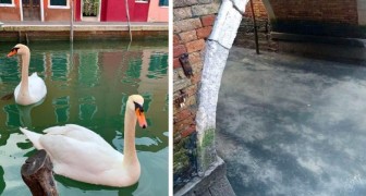 Zonder toeristen en boten zijn de grachten van Venetië weer helder en nemen de dieren hun plaatsen weer in