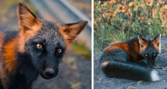 Un fotografo è riuscito a catturare tutta la bellezza di un particolare tipo di volpe dalla pelliccia nera e rossa