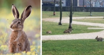 Milan, with the men locked in the house, the rabbits reclaim the city parks and flower beds