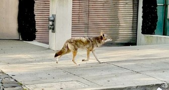 Con i cittadini chiusi in casa, i coyote passeggiano indisturbati per le strade della metropoli di San Francisco