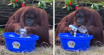 Contro il Coronavirus dobbiamo fare come Sandra, l'orangutan che ha imparato a lavarsi le mani con il sapone