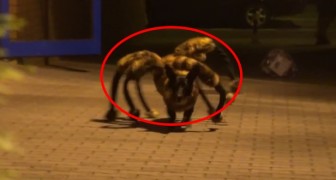 Don't miss this prank of the mutant spider-dog, one of the most devilish I've ever seen