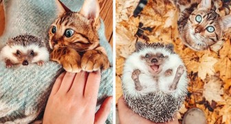 Una ragazza fotografa le avventure della sua gattina e del suo adorabile amico riccio: un'amicizia insolita e speciale