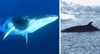 Nemmeno l'epidemia di Coronavirus ferma la caccia alle balene: in Norvegia la stagione si è riaperta il 1° aprile 2020