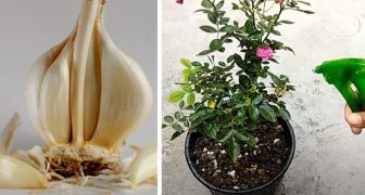 Vitlök som naturligt medel mot parasiter på växter, ett avkok som håller bladlöss och svampar på avstånd