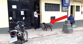 Ils arrêtent le maître pour violation de la quarantaine : le petit chien l'attend pendant des heures devant le poste de police