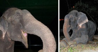 Ein Elefant, der nach 50 Jahren in Ketten gerettet wird, weint, als er von seinen Rettern befreit wird
