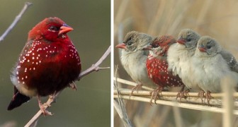 Quelques belles photos du Bengali rouge, ce curieux petit oiseau au plumage rouge feu
