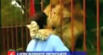 A woman meets a lion she had raised long before: the animal's reaction is priceless
