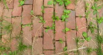Vinegar, salt, and soap: a simple and cost-friendly way to keep weeds from growing in your garden 