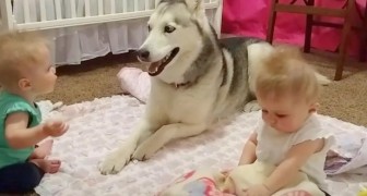Parents capture a precious moment of their husky playing with their twin daughters 