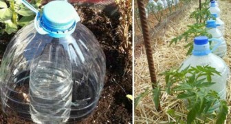 Bewässern mit gebrauchten Plastikflaschen. Eine raffinierte Methode, um Wasser zu sparen