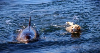 Ein Delfin badet oft in diesem kleinem Hafen- und das aus einem ganz besonderen Grund!