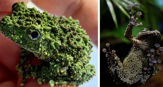 La rana-muschio vietnamita sembra una pietra ricoperta di licheni: una vera regina del camouflage del regno animale
