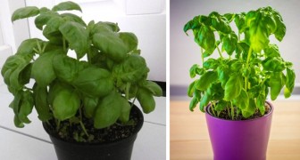 5 tips on how you can grow basil in the comfort of your own home