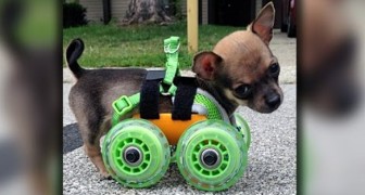 This poor dog was born without two legs, but thanks to wheels he can move independently
