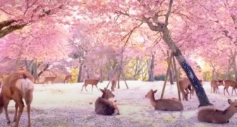 Japon, des dizaines de cerfs se reposent paisiblement sous les cerisiers en fleurs : les images semblent sorties d'un film