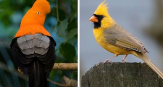12 tra gli uccellini colorati più belli e fantasiosi che potreste mai osservare in natura