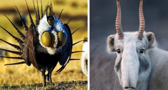 12 animali che madre natura ha voluto rendere così bizzarri da essere creduti irreali