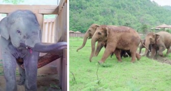 Un'orda di elefanti corre a dare il benvenuto ad un cucciolo orfano che ha perso la mamma