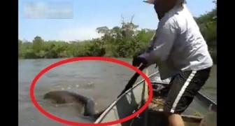 De frente a una anaconda de casi 4 metros habre escapado sin pensarlo dos veces