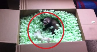 These ferrets discovered the box of their dreams, and their reaction is AMAZING