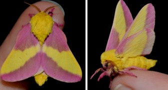 Ce Rare Papillon De Nuit Aux Ailes Roses Et Jaunes Nous Rappelle Que La Nature Peut Etre Incroyablement Imaginative Curioctopus Fr