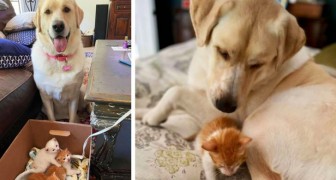 Una donna salva tre gattini minuscoli e li porta a casa: il suo Labrador li adotta all'istante