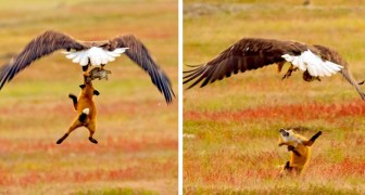 Un fotografo ha immortalato la drammatica lotta tra una volpe e un'aquila calva per il possesso di un coniglio