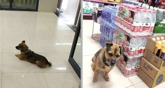 Un cagnolino aspetta per 3 mesi in ospedale dopo che il suo padrone è morto per Coronavirus