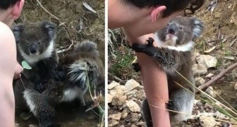 Un cucciolo di koala curioso si arrampica sul braccio di un umano: ha trovato un nuovo amico