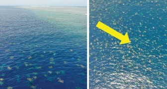 Eine Drohne erbeutet die größte Kolonie grüner Schildkröten: 64.000 Exemplare bewegen sich in Richtung der Insel, um ihre Eier abzulegen