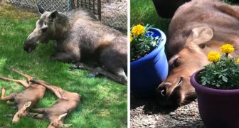 Moeder eland en haar 2 jongen “overvallen de tuin van een huis en brengen daar de hele dag door