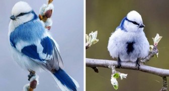 La Mésange azurée est un merveilleux oiseau dont les couleurs de glace rappellent celles d'un flocon de neige
