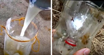 Uma armadilha para mosquitos feita com uma garrafa e ingredientes simples: um remédio 100% natural