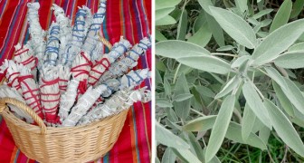 Salie en rozemarijntakjes die volgens de inheemse Amerikaanse traditie negatieve energieën verwijderen