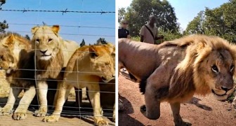 12.000 leoni allevati in cattività per essere uccisi dai turisti: le rivelazioni shock di un'indagine