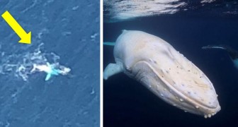 Avvistata una rara balena bianca che potrebbe essere Migaloo, la megattera albina più famosa del web