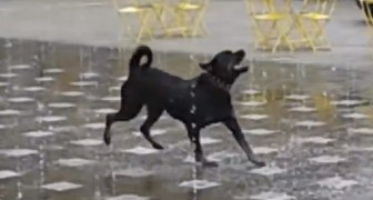 Het is moeilijk om iemand te vinden die meer plezier beleefd met deze waterval dan deze hond