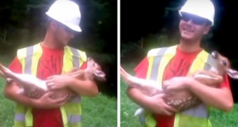 A man saves a fawn in the woods: every time he stops stroking it's belly, it cries