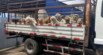 En grupp djuraktivister räddar 50 hundar som skulle hamnat på festivalen för hundkött i Yulin