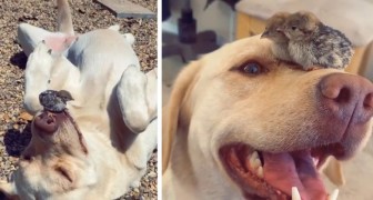 Labrador wird Mutter von Küken. Eine süße Liebesgeschichte