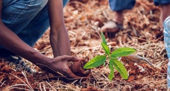 Non tutti sanno che esiste un motore di ricerca che usa i suoi soldi per piantare alberi: ne ha piantati oltre 100 milioni in tutto il mondo