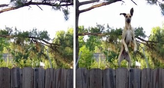 Questa cagnolona ha imparato ad usare il trampolino per guardare oltre la recinzione: vederla saltare è uno spasso