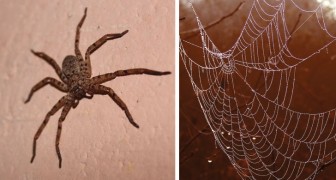 Tutti i motivi per cui non dovresti mai uccidere i ragni che trovi in casa